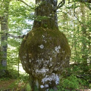Mašun